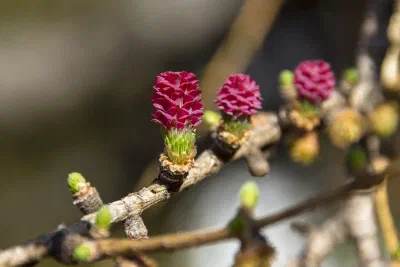 Close-up of larch flowers