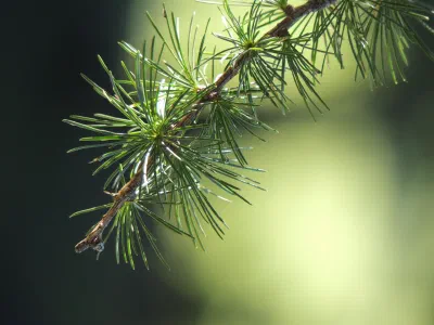 Close-up of larch branch