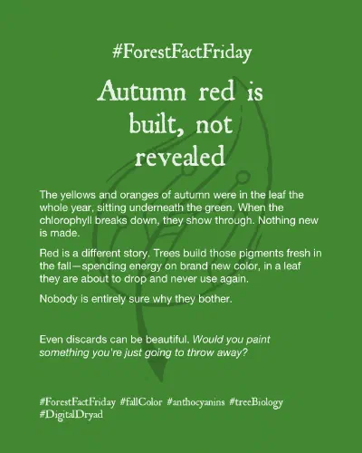 Forest Fact Friday - Autumn red is built, not revealed