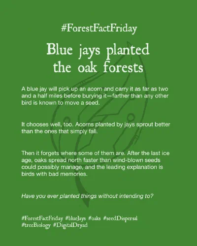 Blue jays planted the oak forests - Forest Fact Friday