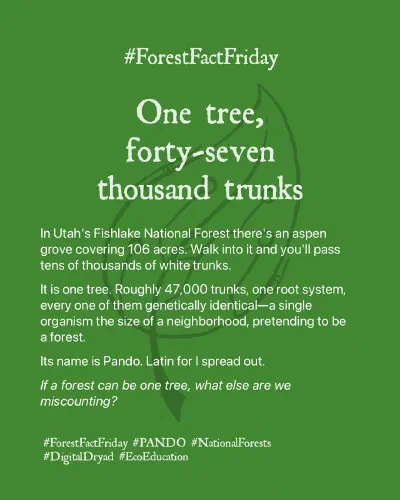 Forest Fact Friday - One tree, forty-seven thousand trunks