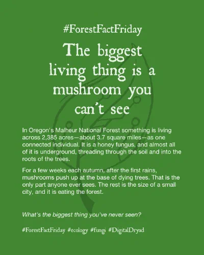 The biggest living thing is a mushroom you can't see