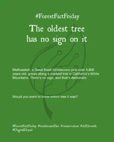 The oldest tree has no sign on it
