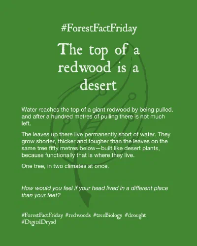 Forest Fact Friday - The top of a redwood is a desert