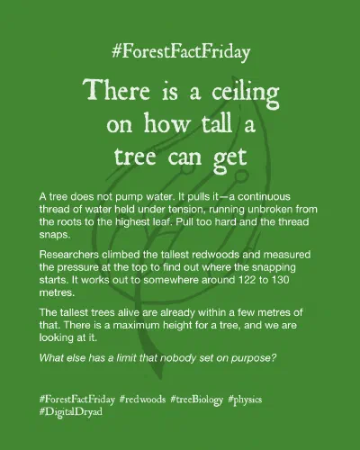 ForestFactFriday There is a ceiling on how tall a tree can get