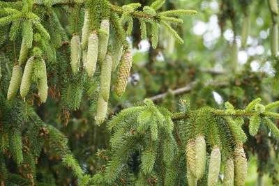 Fir Cones